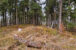 Moravskoslezské Beskydy - Malý Polom
